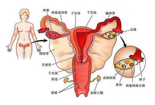 苏州哪里能做第三代试管,苏州哪里可以做试管婴儿